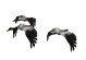 Imagen-animada-Ciguena-06.gif