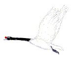 Imagen-animada-Cisne-01.gif