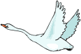 Imagen-animada-Cisne-04.gif