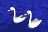 Imagen-animada-Cisne-11.gif