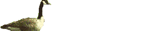 Imagen-animada-Cisne-12.gif