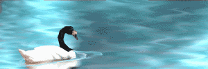 Imagen-animada-Cisne-18.gif