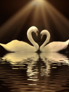 Imagen-animada-Cisne-20.gif