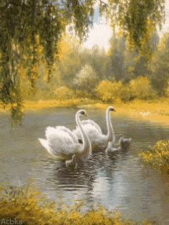 Imagen-animada-Cisne-21.gif