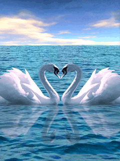 Imagen-animada-Cisne-22.gif