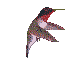 Imagen-animada-Colibri-02.gif