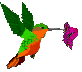 Imagen-animada-Colibri-08.gif