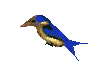 Imagen-animada-Colibri-09.gif
