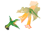 Imagen-animada-Colibri-10.gif