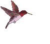 Imagen-animada-Colibri-11.gif