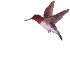 Imagen-animada-Colibri-13.gif
