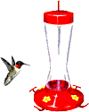 Imagen-animada-Colibri-16.gif