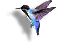 Imagen-animada-Colibri-17.gif
