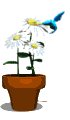 Imagen-animada-Colibri-18.gif