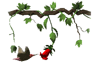 Imagen-animada-Colibri-21.gif