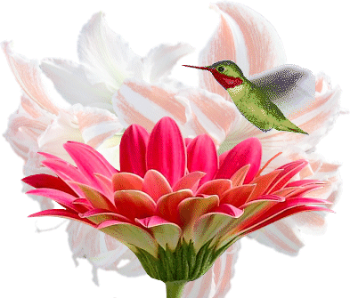 Imagen-animada-Colibri-22.gif