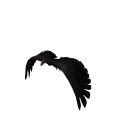 Imagen-animada-Condor-01.gif