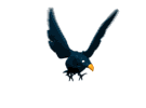 Imagen-animada-Cuervo-11.gif