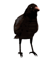 Imagen-animada-Cuervo-19.gif