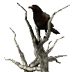 Imagen-animada-Cuervo-25.gif