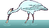 Imagen-animada-Espatula-01.gif