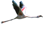 Imagen-animada-Flamenco-19.gif