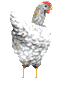 Imagen-animada-Gallo-16.gif