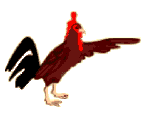 Imagen-animada-Gallo-23.gif
