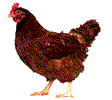 Imagen-animada-Gallo-43.gif