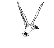 Imagen-animada-Gaviota-04.gif