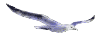 Imagen-animada-Gaviota-07.gif
