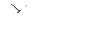 Imagen-animada-Gaviota-09.gif