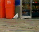 Imagen-animada-Gaviota-10.gif