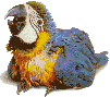 Imagen-animada-Guacamallo-01.gif