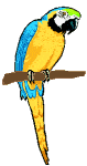 Imagen-animada-Guacamallo-02.gif