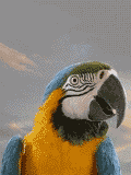 Imagen-animada-Guacamallo-04.gif