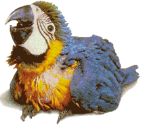 Imagen-animada-Guacamallo-05.gif