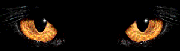 Imagen-animada-Lechuza-10.gif