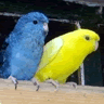 Avatar-Loro-01.gif