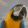 Avatar-Loro-04.gif