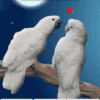 Avatar-Loro-06.gif