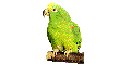 Imagen-animada-Loro-05.gif