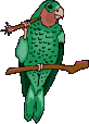 Imagen-animada-Loro-23.gif