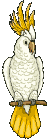 Imagen-animada-Loro-25.gif