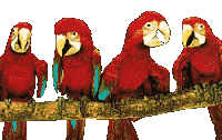 Imagen-animada-Loro-32.gif