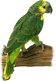 Imagen-animada-Loro-43.gif