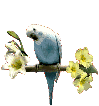 Imagen-animada-Loro-44.gif