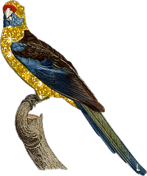 Imagen-animada-Loro-45.gif