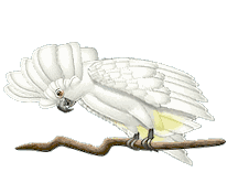 Imagen-animada-Loro-46.gif
