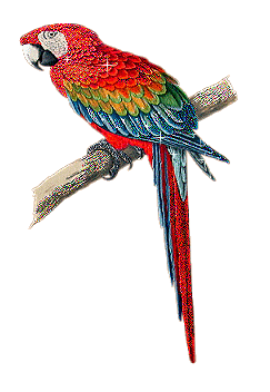 Imagen-animada-Loro-48.gif